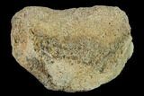 Ceratopsian Dinosaur Phalange - Alberta (Disposition #-) #134452-1